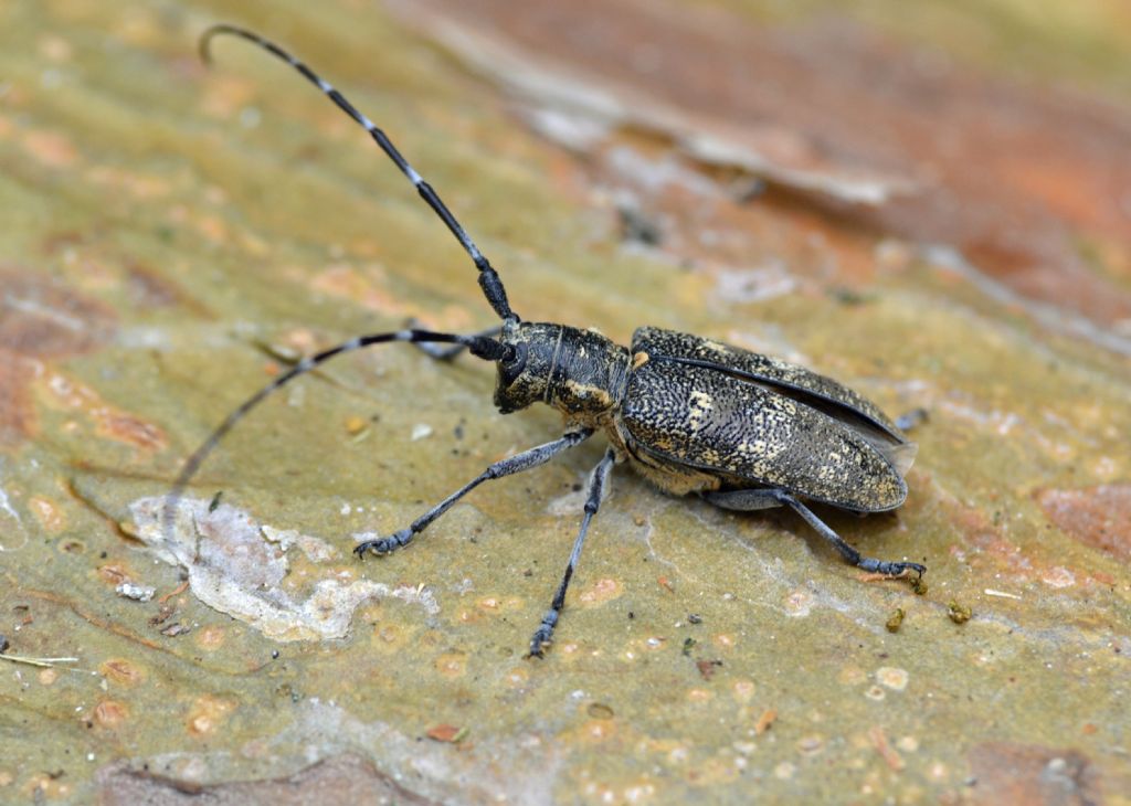 Monochamus sutor? No - Monochamus galloprovincialis